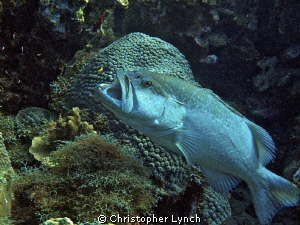 Grouper at a cleaning station near  Karparta ....
full f... by Christopher Lynch 